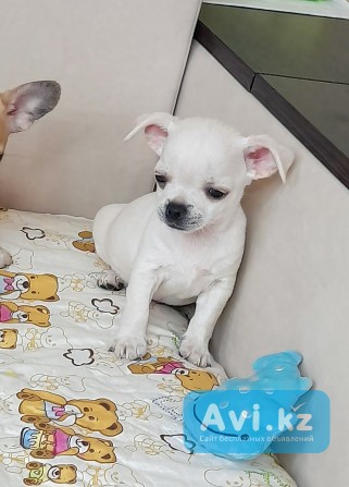 Щенки Чихуахуа Костанай - изображение 1