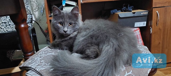Замечательный пушистый котик, возраст 6 месяцев Алматы - изображение 1