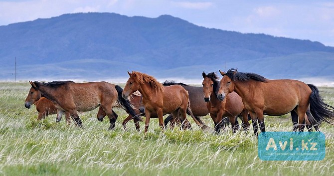 Продам лошадей косяками Усть-Каменогорск - изображение 1
