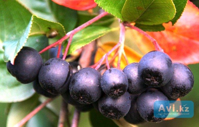 Черноплодная рябина Усть-Каменогорск - изображение 1