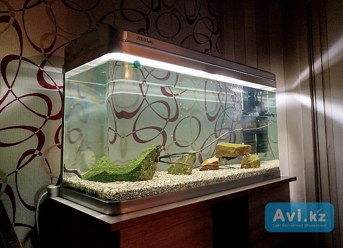 Аквариум б/у с рыбками Алматы - изображение 1