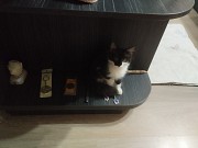 Отдам в добрые руки Алматы