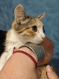 Отдам чудесных здоровых домашних котят в хорошие руки Алматы