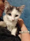 Отдам чудесных здоровых домашних котят в хорошие руки Алматы