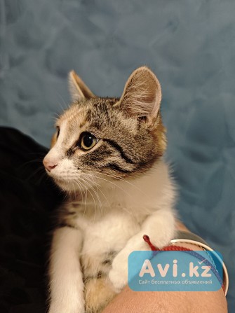 Отдам чудесных здоровых домашних котят в хорошие руки Алматы - изображение 1