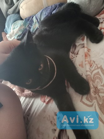 Отдаю кошку в хорошие руки Кокшетау - изображение 1