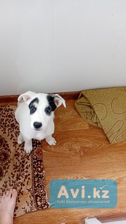 Отдам в добрые руки щенка Рудный - изображение 1