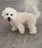 Бишон фризе (девочка) Костанай