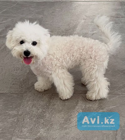 Бишон фризе (девочка) Костанай - изображение 1