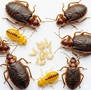 Уничтожение насекомых и грызунов — Жезказган, Сатпаев Жезказган