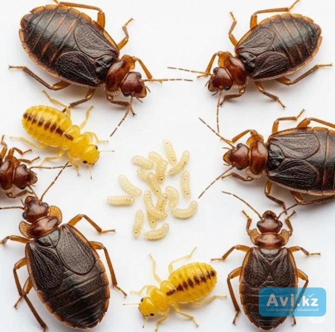 Уничтожение насекомых и грызунов — Жезказган, Сатпаев Жезказган - изображение 1