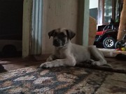 Отдам щенка Алматы