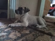 Отдам щенка Алматы