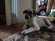 Отдам щенка Алматы