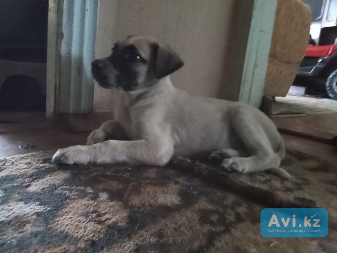Отдам щенка Алматы - изображение 1
