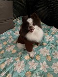 Собака шпиц Померанский Алматы