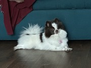 Собака шпиц Померанский Алматы