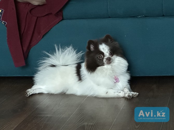 Собака шпиц Померанский Алматы - изображение 1