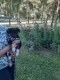 Щенок помесь овчарки Алматы