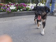 Щенок помесь овчарки Алматы