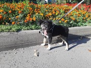 Щенок помесь овчарки Алматы