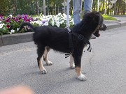 Щенок помесь овчарки Алматы