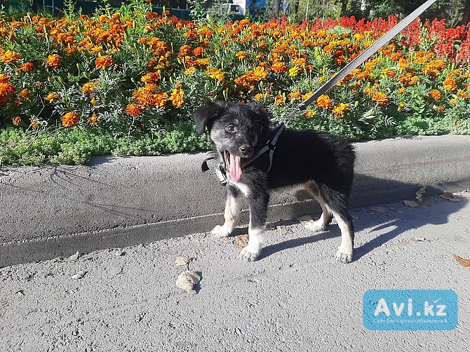 Щенок помесь овчарки Алматы - изображение 1