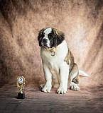 Сенбернар/щенки/питомник Алматы