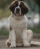 Сенбернар/щенки/питомник Алматы