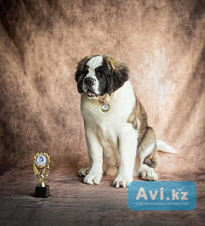 Сенбернар/щенки/питомник Алматы - изображение 1