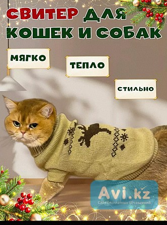 Потерян новый свитер для собаки Алматы - изображение 1