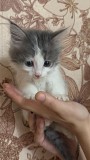 Отдам котят Шымкент