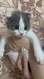Отдам котят Шымкент