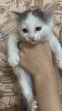 Отдам котят Шымкент
