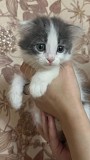 Отдам котят Шымкент