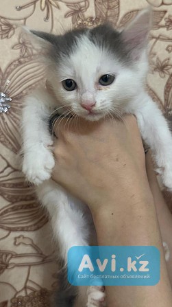 Отдам котят Шымкент - изображение 1