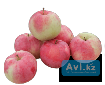 Borovinka Туркестанская область - изображение 1