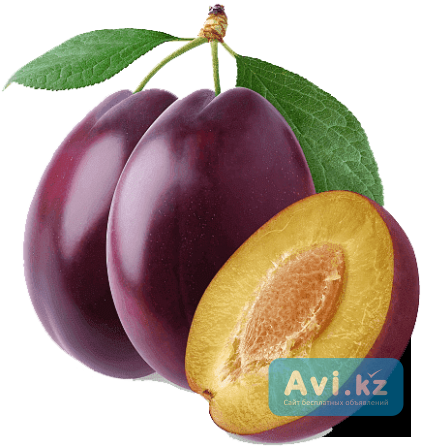 Слива колючая Туркестанская область - изображение 1