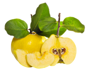 Японская красавица Туркестанская область