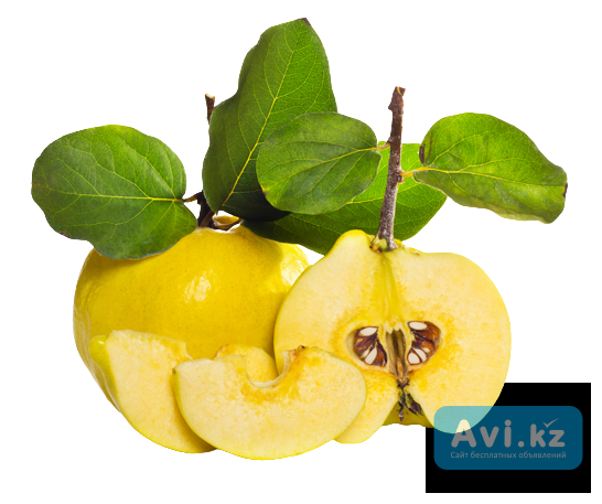 Японская красавица Туркестанская область - изображение 1