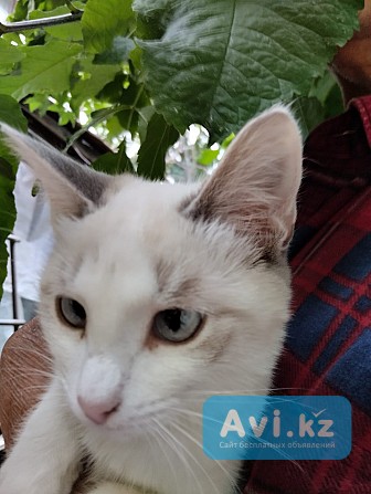 Дарю ловчих котят (старосиамская порода ) с доставкой на радость детям и обожателям котейков Алматы - изображение 1