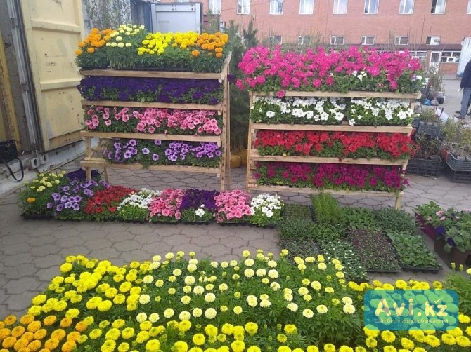 Озеленение. Поставка растений Караганда - изображение 1