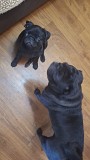 Продам Щенка Мопса Алматы