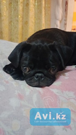 Продам Щенка Мопса Алматы - изображение 1
