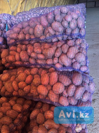 Картофель оптом Картофель Свежий картофель Актобе - изображение 1