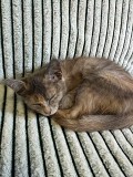 Кошечка 3 месяца отдам в добрые руки Семей