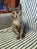 Кошечка 3 месяца отдам в добрые руки Семей