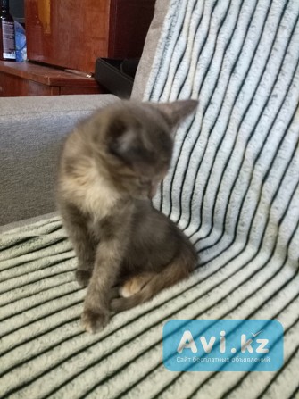 Кошечка 3 месяца отдам в добрые руки Семей - изображение 1