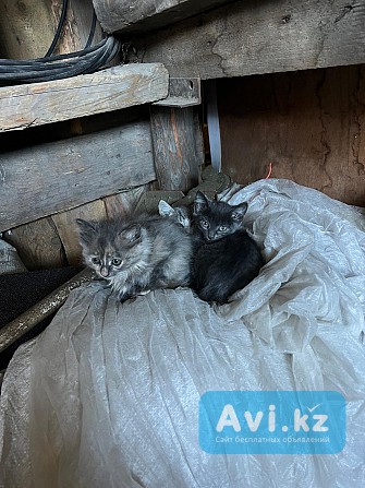 Sos Котята ищут дом Усть-Каменогорск - изображение 1