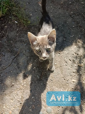 Sos Котята ищут дом Усть-Каменогорск - изображение 1